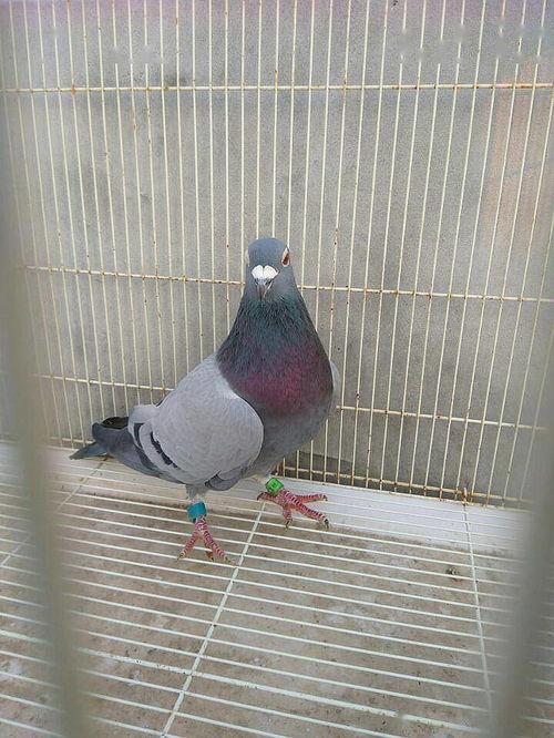 训练赛鸽视频,技巧解析与实战展示