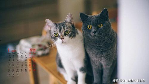 猫猫子闺蜜爆料视频,揭秘不为人知的幕后故事