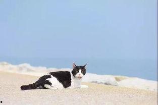 猫 日本电影2017