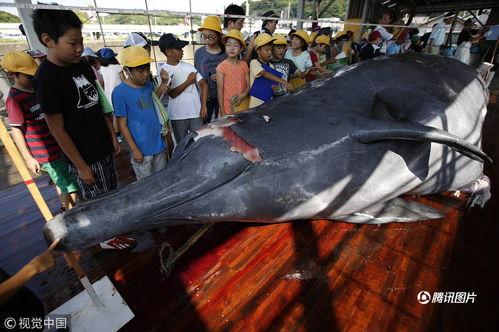 日本捕杀鲸鱼纪录片,揭露日本捕鲸真相的震撼记录